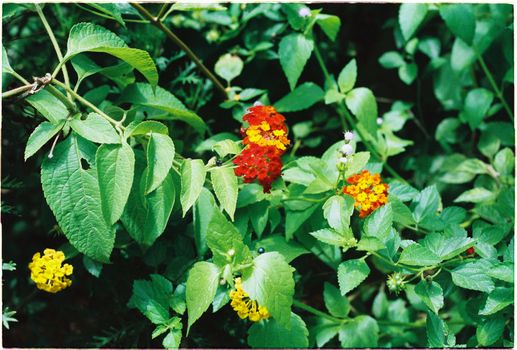 Colorful Lantana flowers surrounded by dense green foliage, perfect for nature-themed projects.