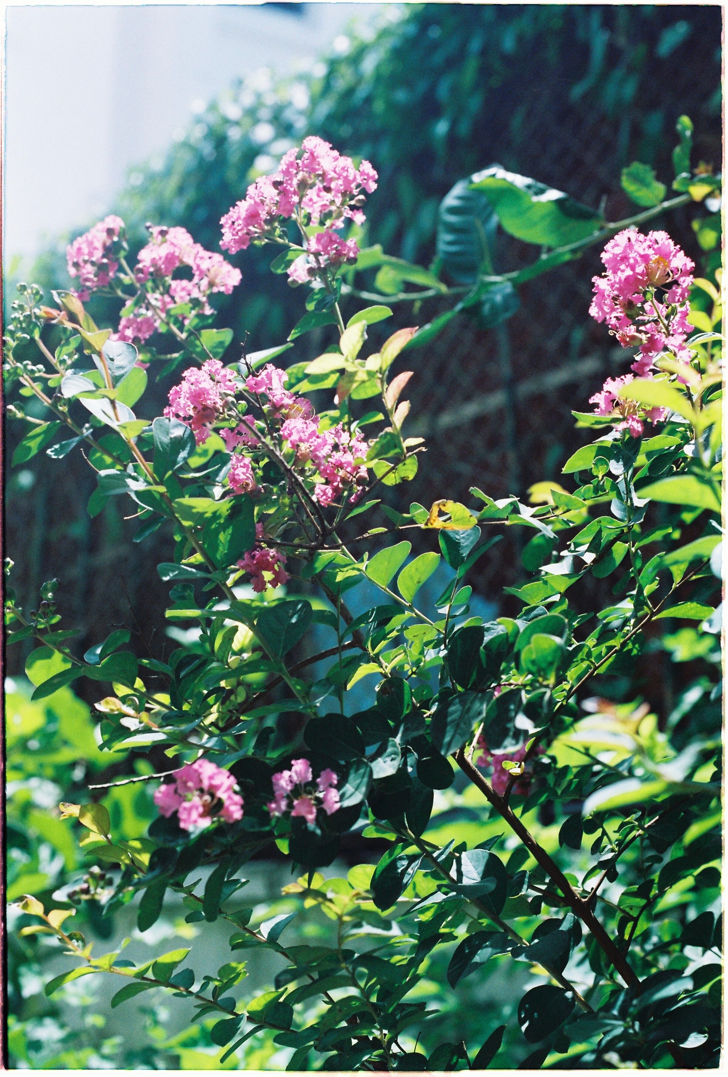 Vivid crepe myrtle flowers blooming in a sunlit garden, captured with rich colors.