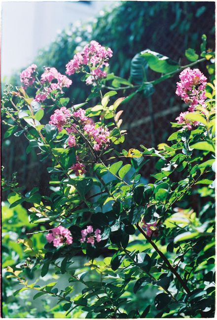 Vivid crepe myrtle flowers blooming in a sunlit garden, captured with rich colors.