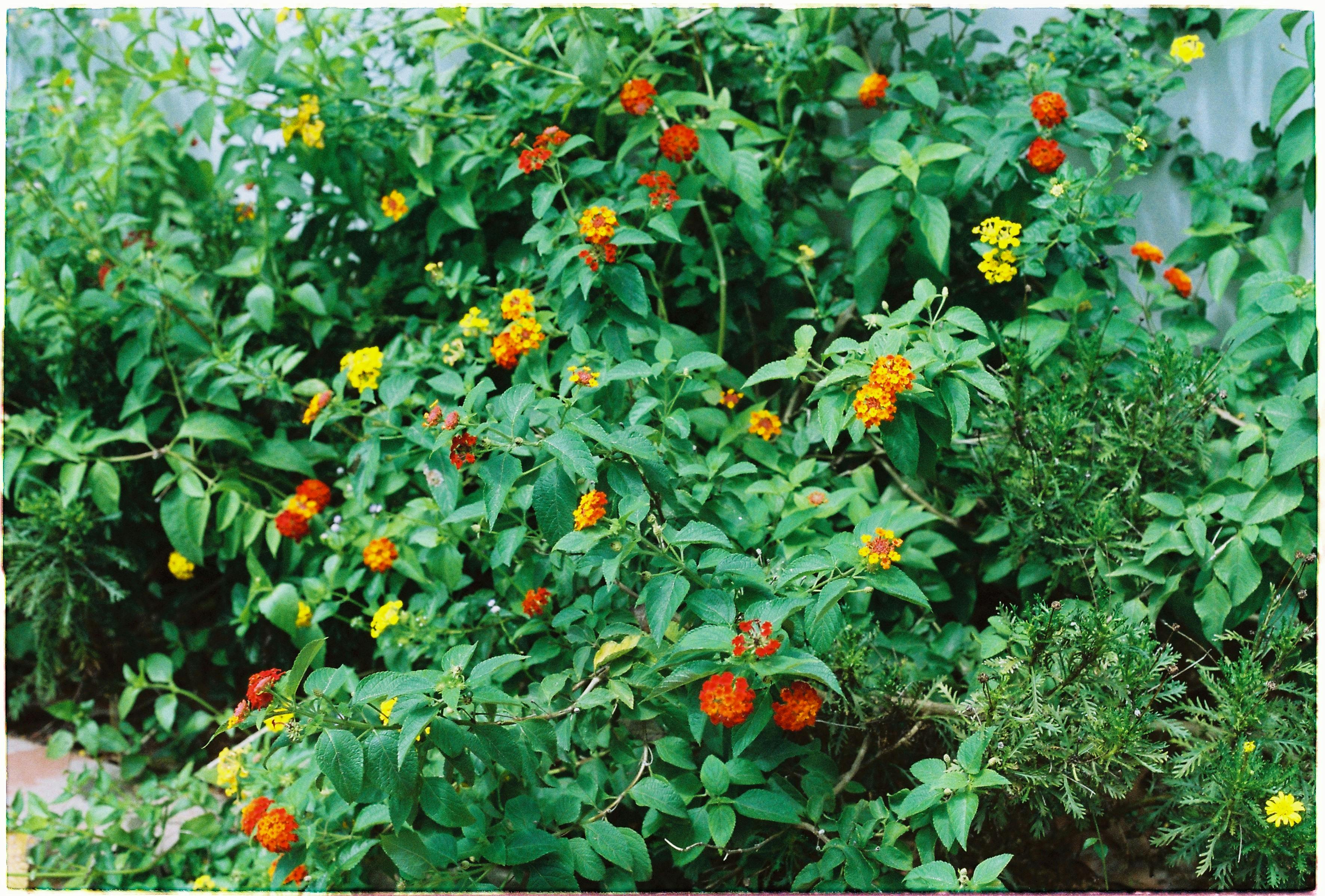 [ColoSach]-a-colorful-display-of-lantana-flowers-blooming-vibrantly-amid-lush-green-foliage.