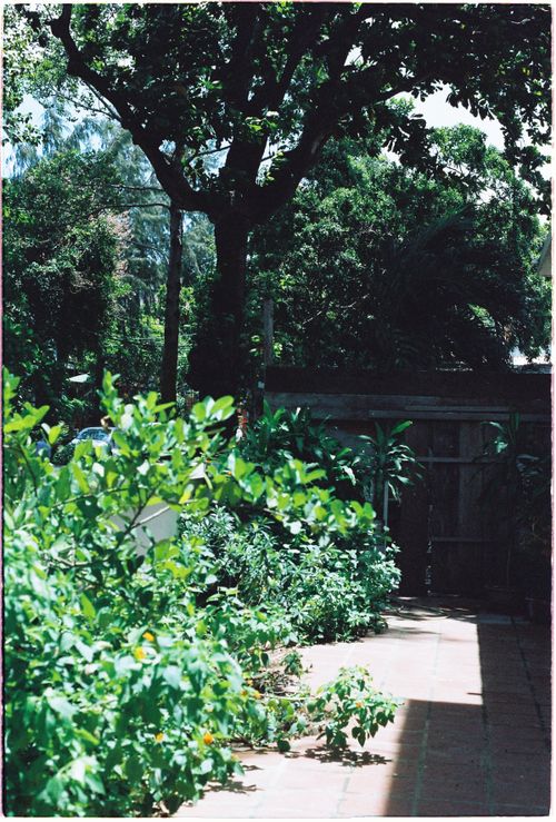 Free A vibrant garden path surrounded by lush greenery under sunlight, creating a serene outdoor setting. Stock Photo