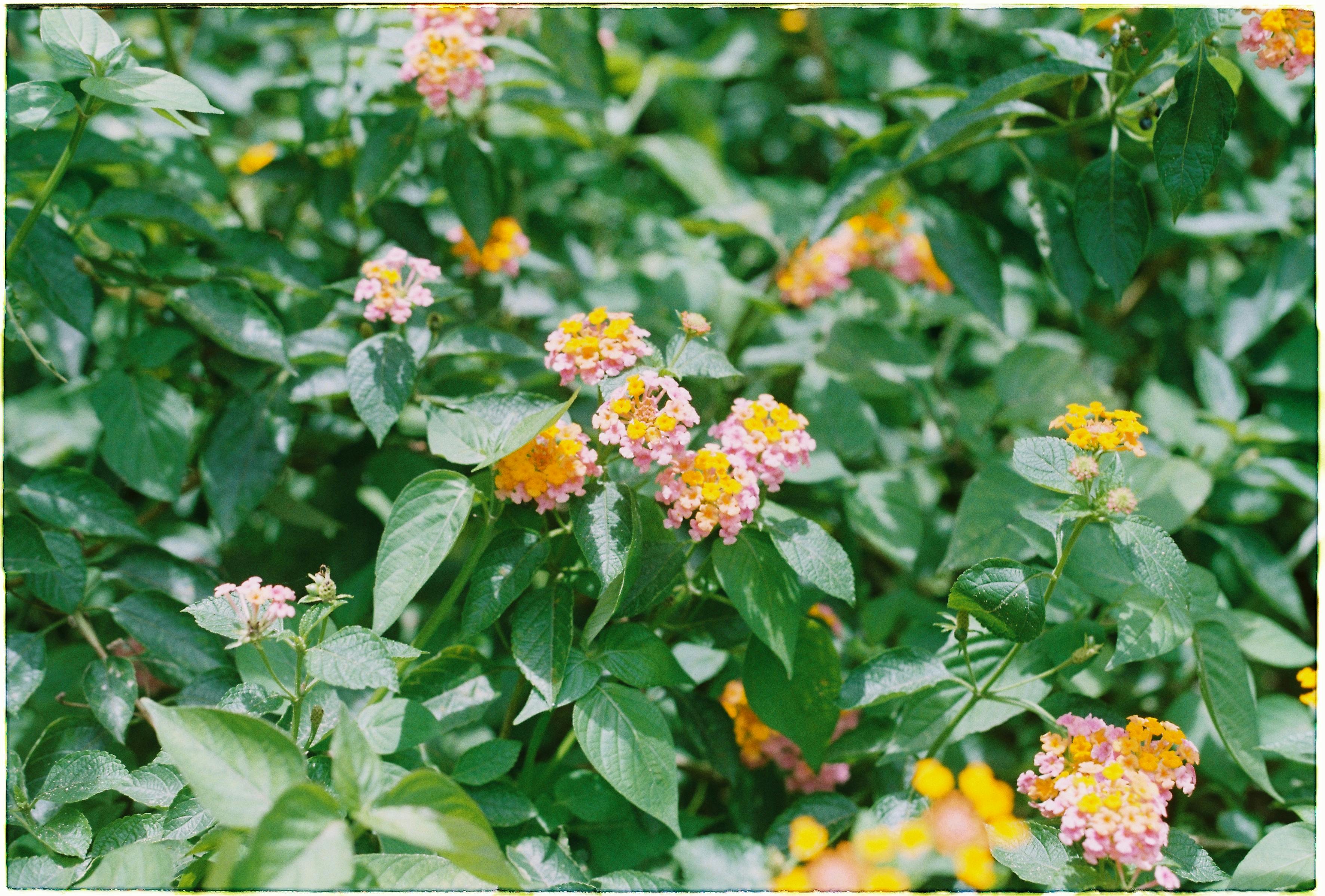[ColoSach]-vibrant-lantana-flowers-with-green-foliage,-showcasing-a-mix-of-pink,-yellow,-and-orange-blooms-in-sunlight.