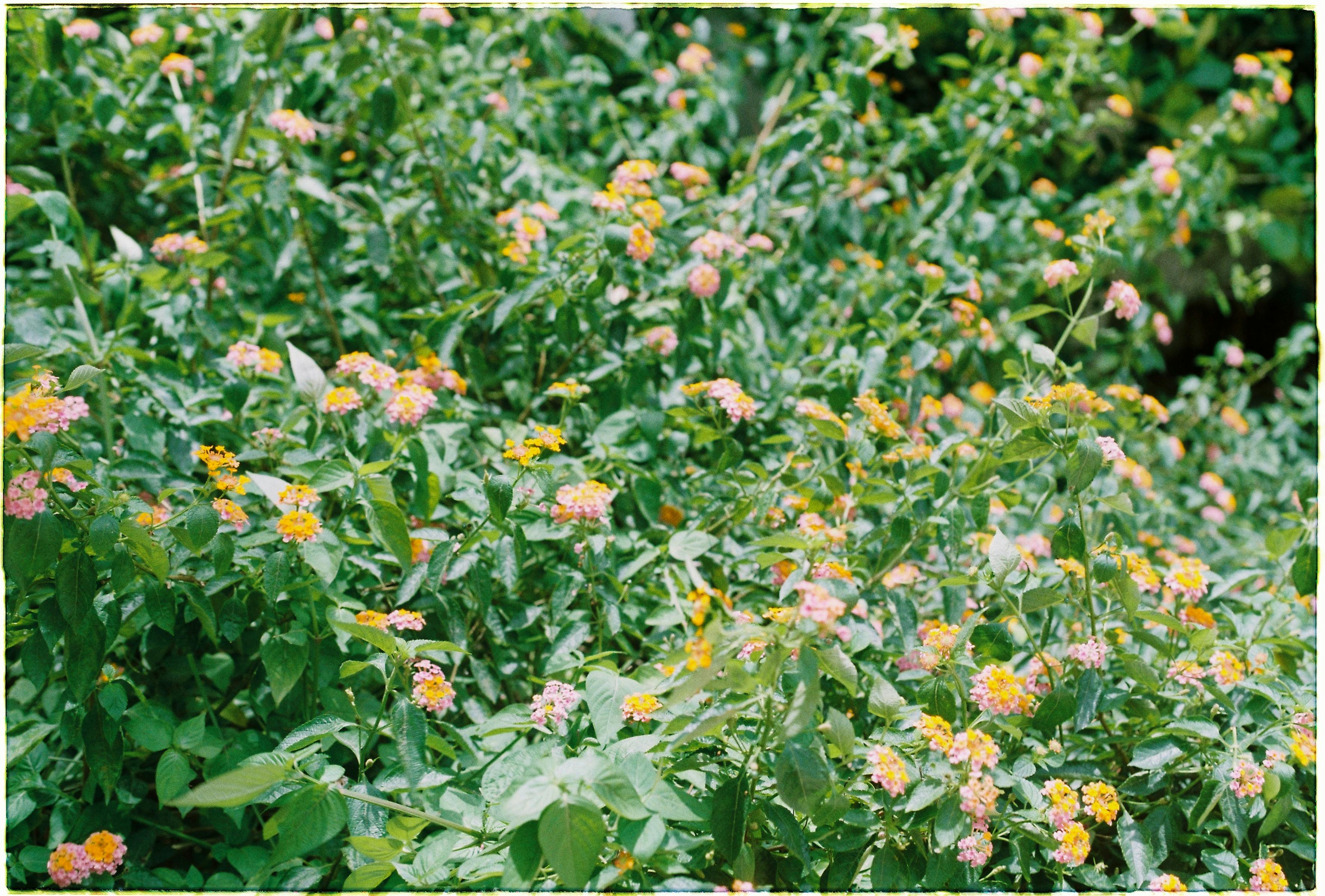 [ColoSach]-vibrant-lantana-flowers-in-full-bloom,-showcasing-pink-and-yellow-petals-in-a-lush-garden-setting.
