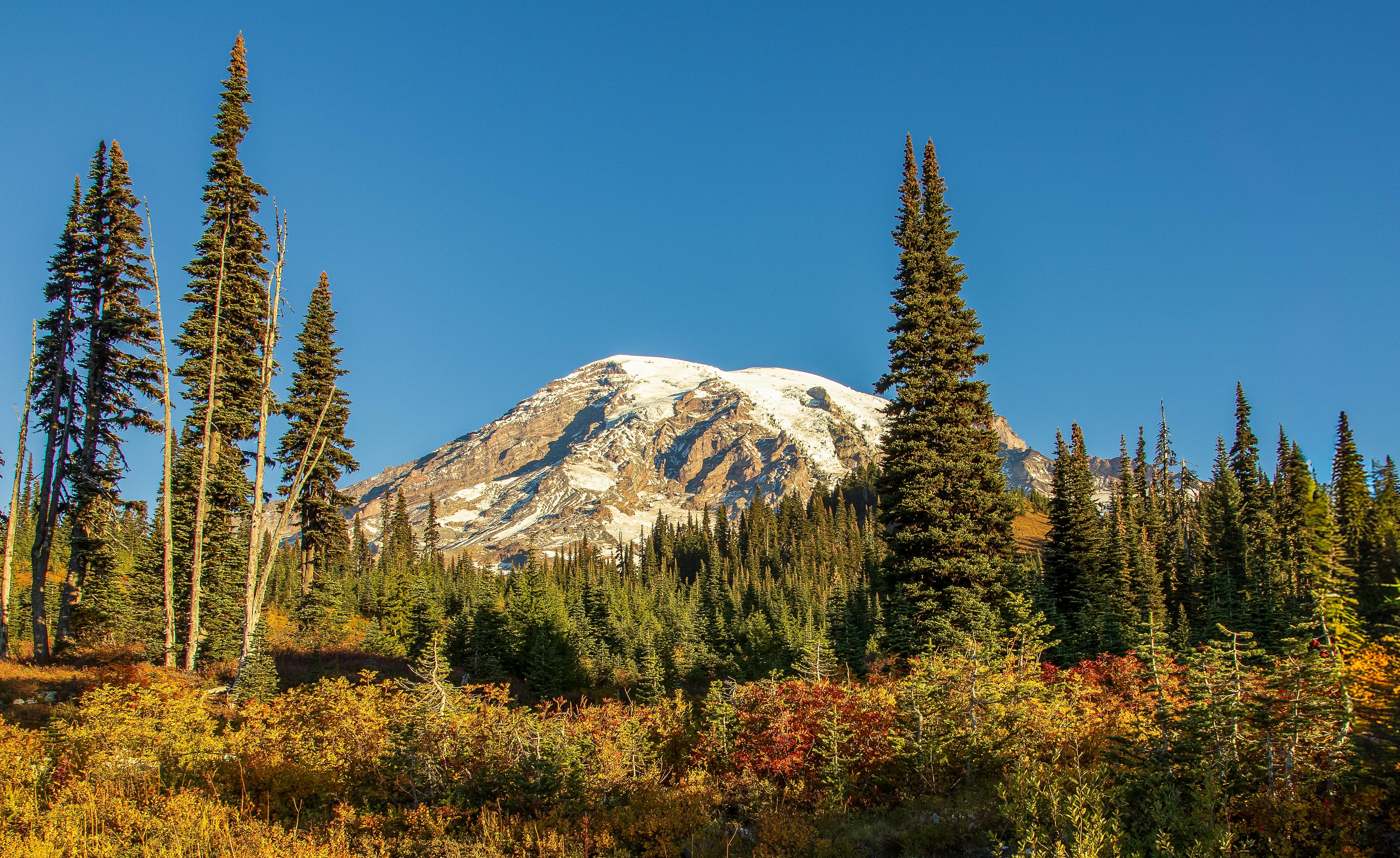 在蔚蓝的天空下，白雪皑皑的山峰被常绿树木包围