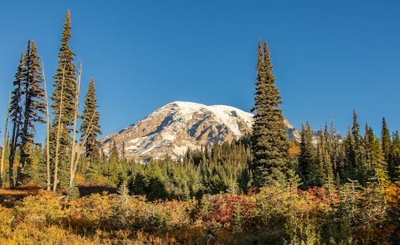 在蔚蓝的天空下，白雪皑皑的山峰被常绿树木包围