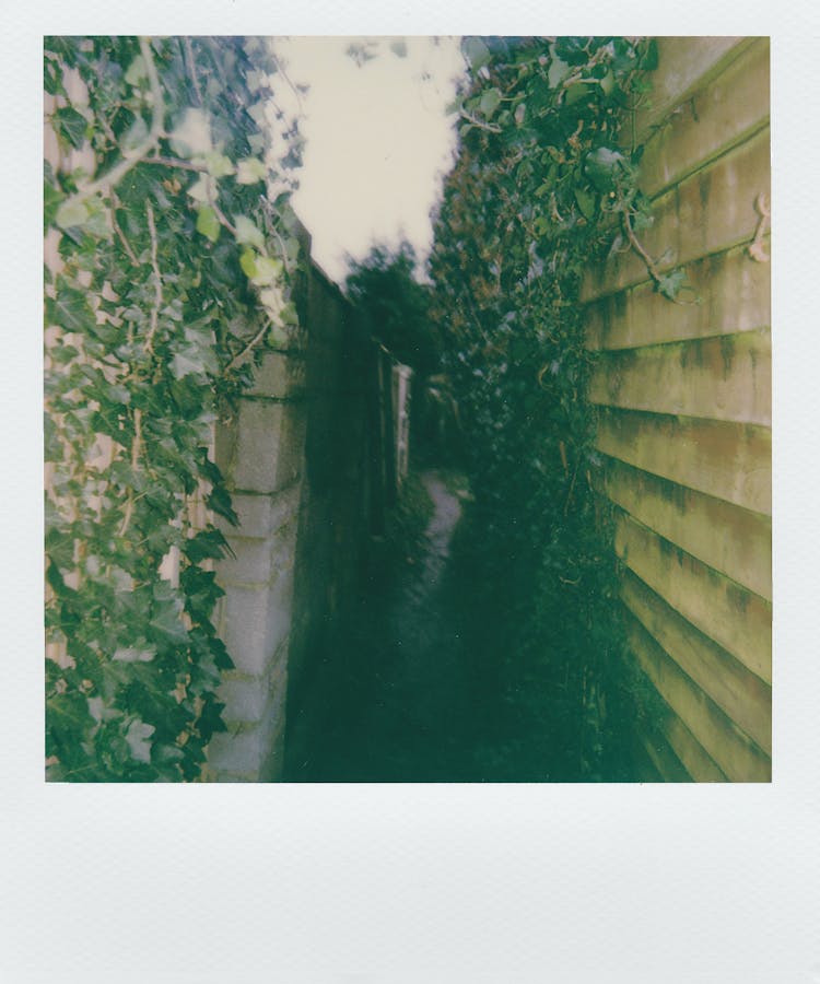 Green Vines On Wall