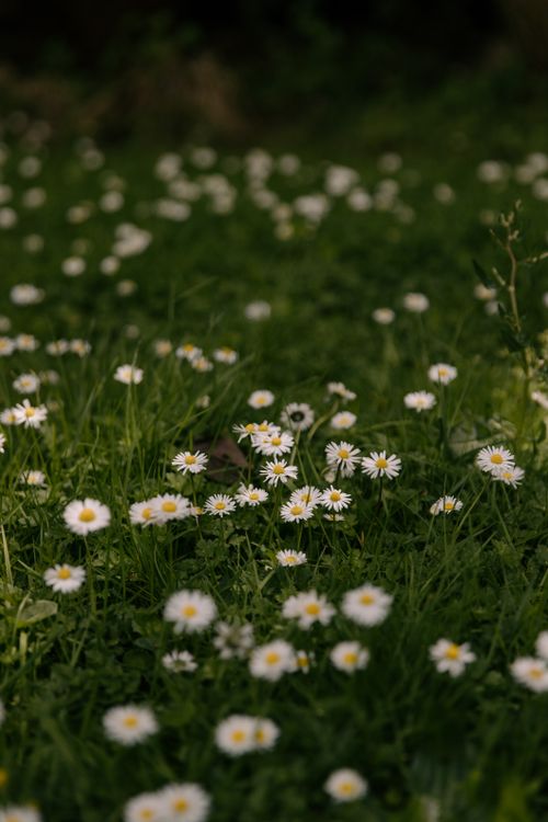 Free A vibrant field of daisies blooming in lush greenery, captured in natural light. Stock Photo