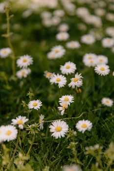 A close-up of blooming daisies scattered in a lush green field, capturing the essence of spring.