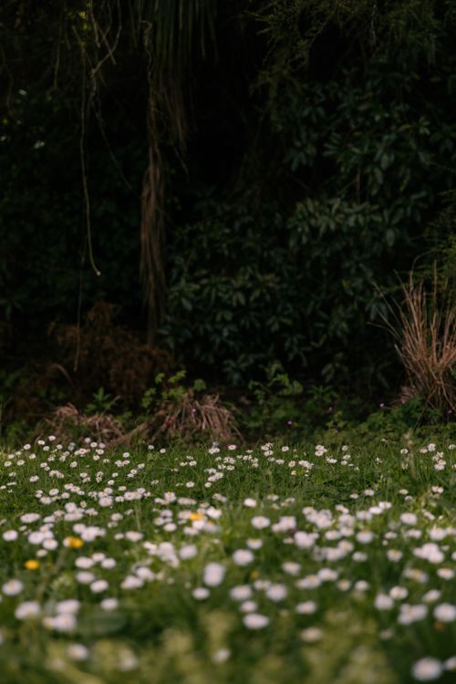 Free Tranquil field of daisies in a lush forest clearing, offering a calming spring ambiance. Stock Photo