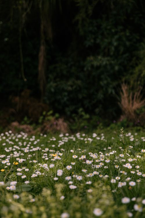Free Tranquil scene of blooming daisies in a lush meadow, ideal for nature backgrounds. Stock Photo