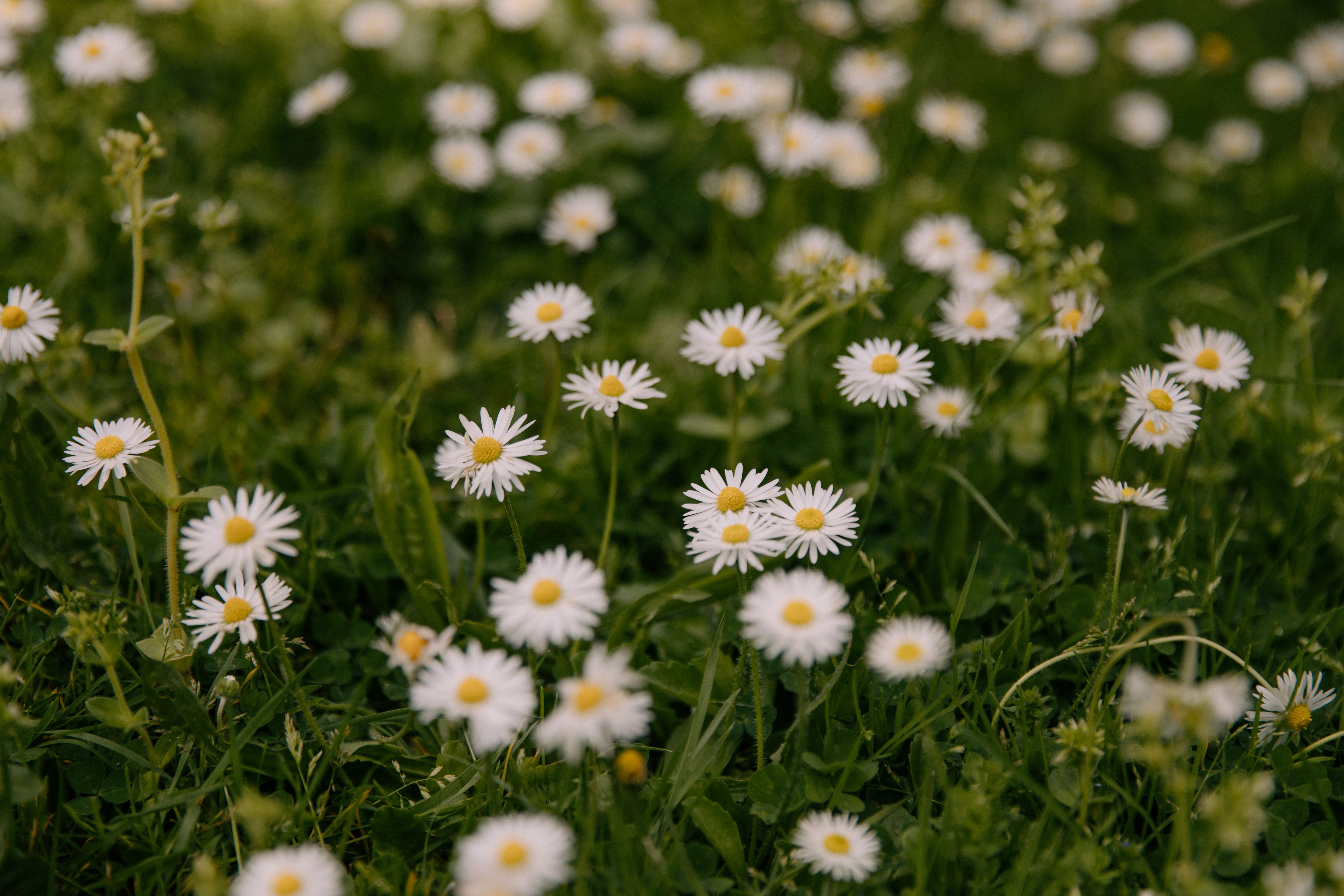 Bukan Sekadar Cantik, Ini 5 Fakta Unik Bunga Daisy yang Jarang Diketahui