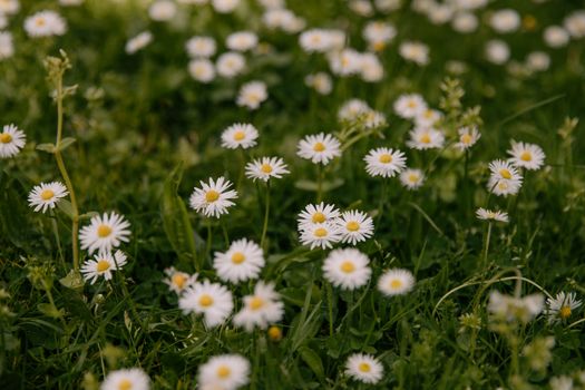 A vibrant field of daisies in spring, perfect for nature and floral themes.
