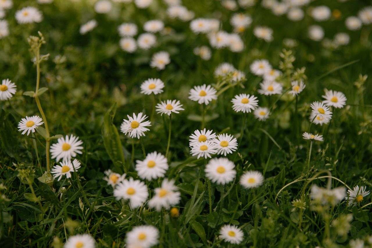 a vibrant field of daisies in spring perfect for nature and floral the