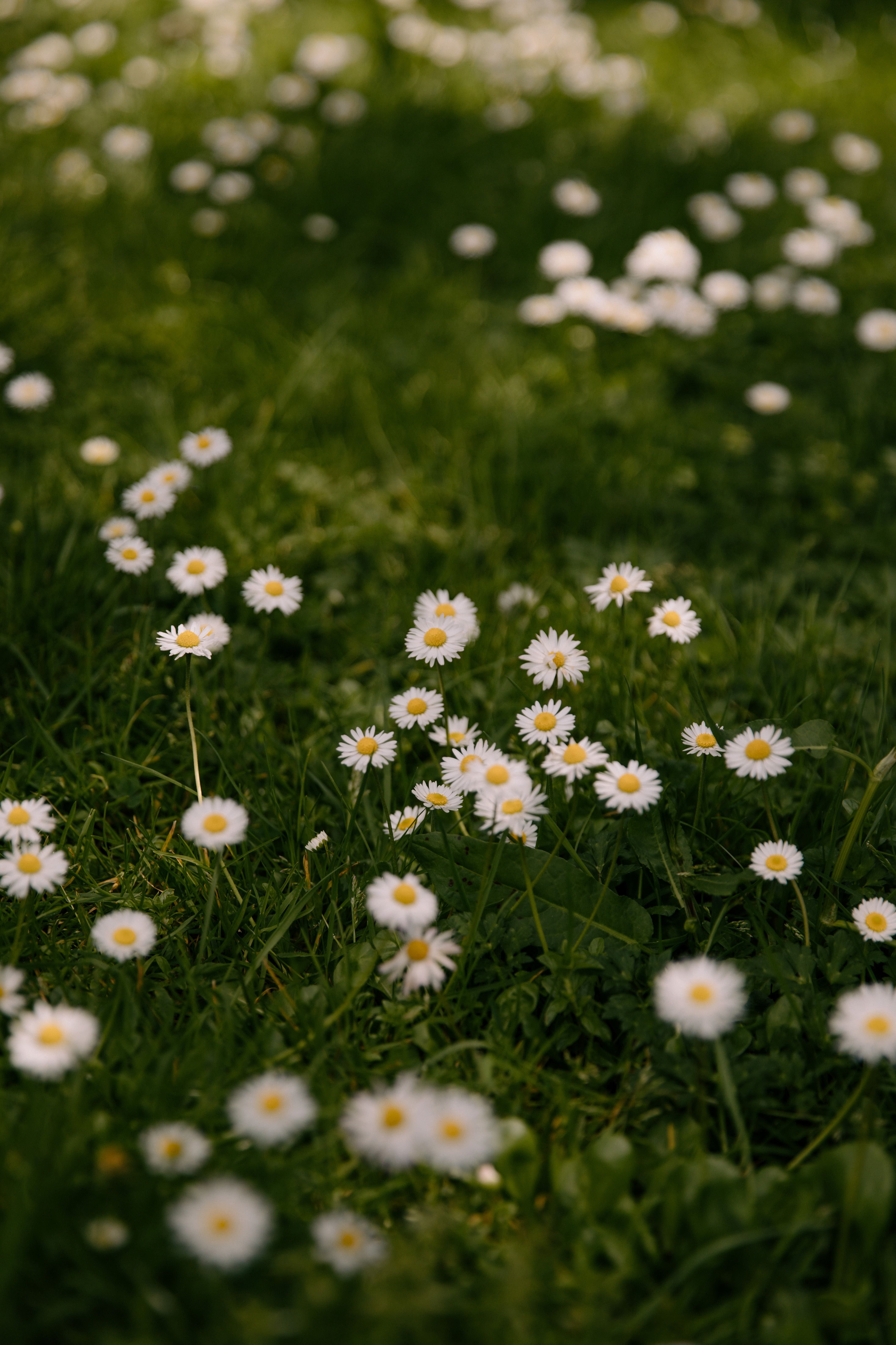 Blooming daisies in a lush green field during spring, perfect for floral backgrounds.