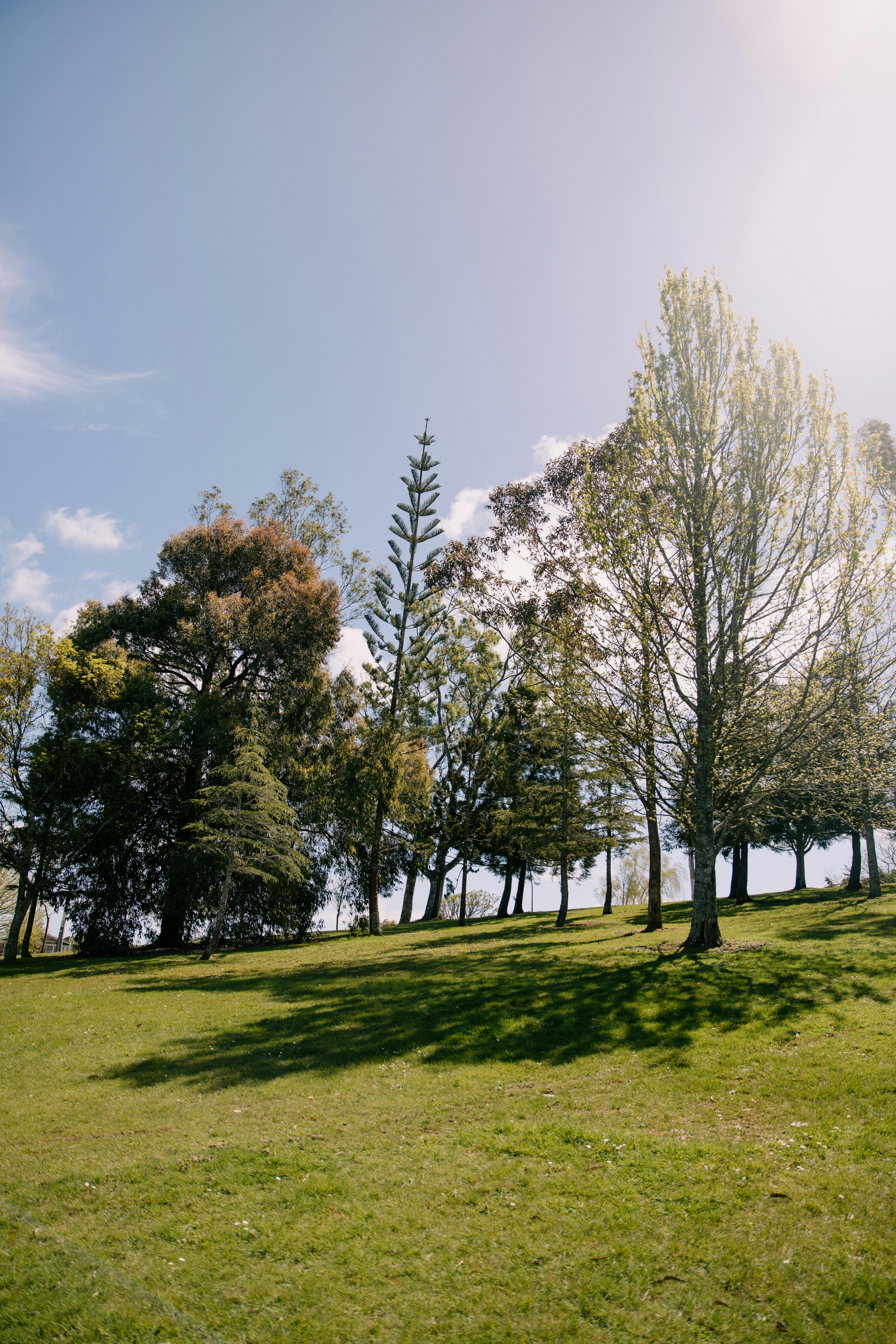汉密尔顿，新西兰春天的免费库存照片