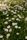 daisies