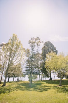 汉密尔顿新西兰的春天，免费库存的汉密尔顿照片
