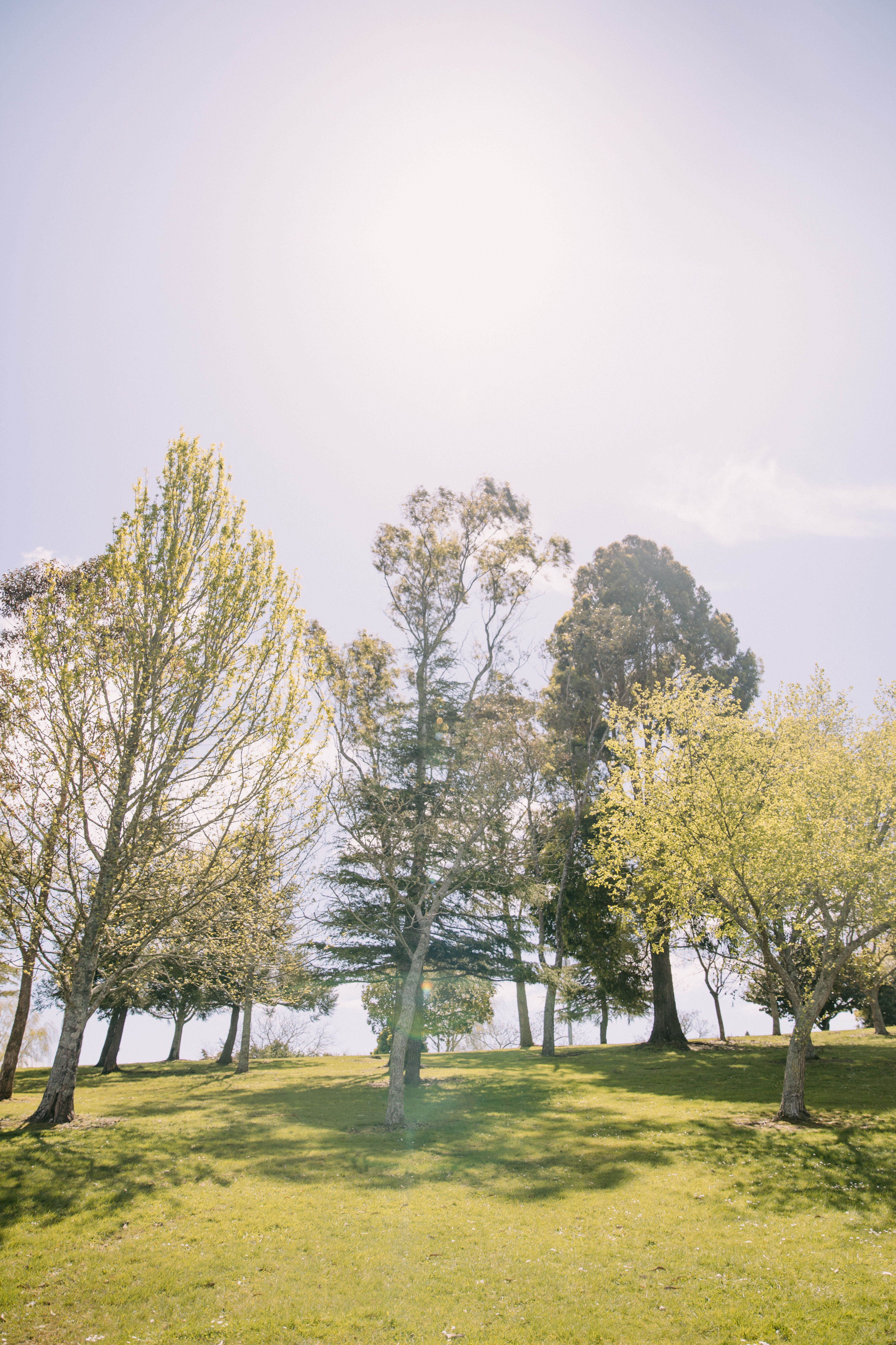 Tranquil Spring Day in Hamilton Park · Free Stock Photo