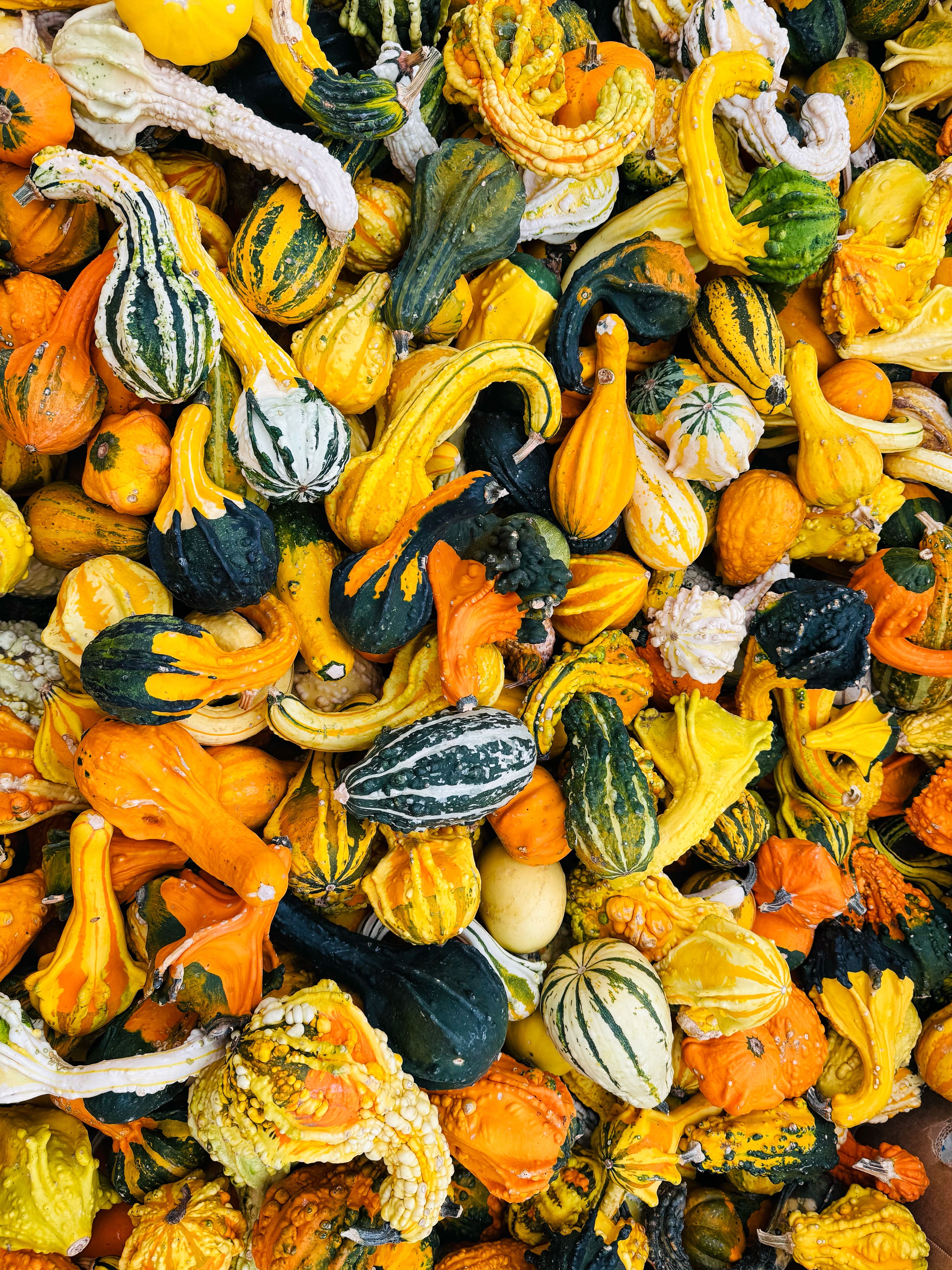Vibrant Display of Colorful Autumn Gourds · Free Stock Photo