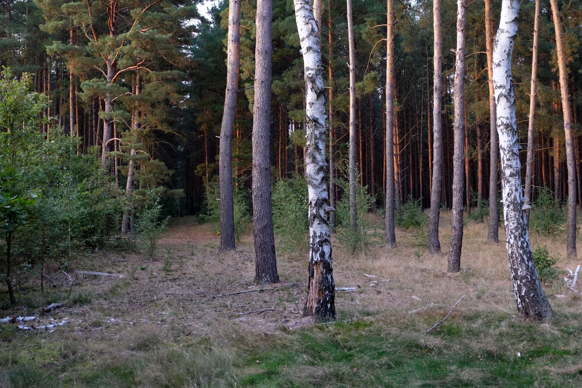 Tranquil view of a forest with tall pine and birch trees at sunset, ideal for nature themes.