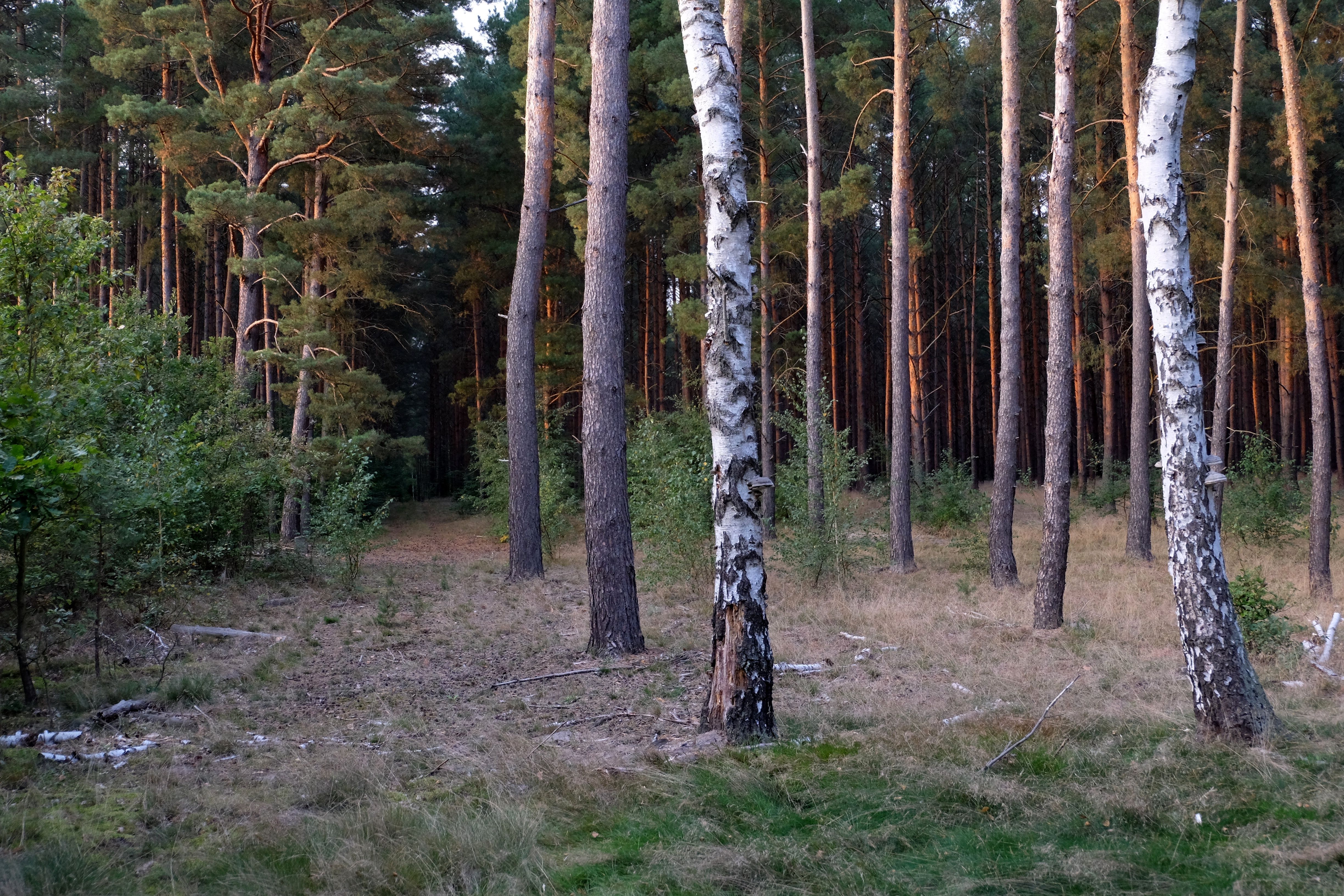 Serene Forest with Tall Pine and Birch Trees · Free Stock Photo