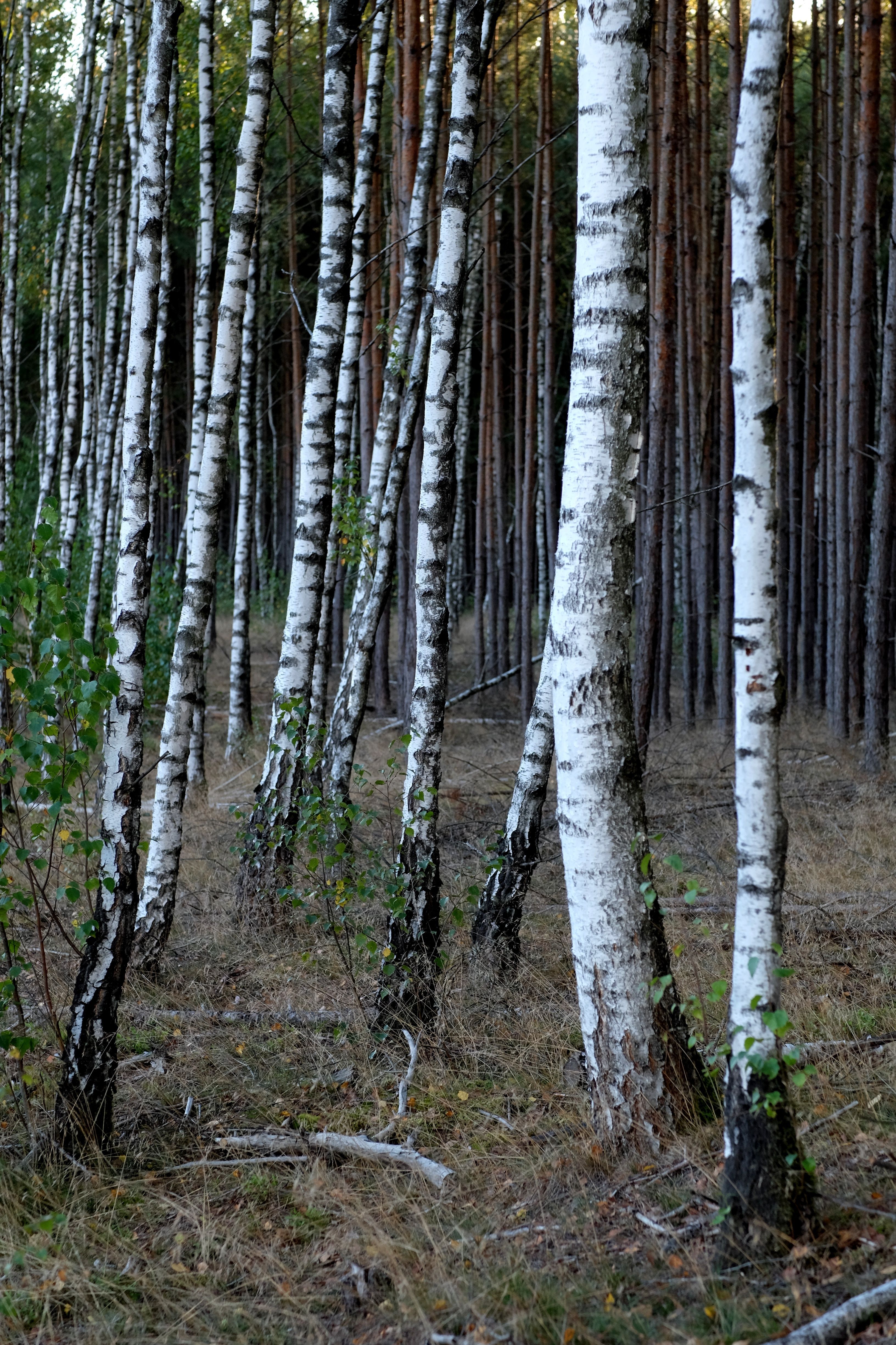 Serene Birch Forest in Early Autumn · Free Stock Photo