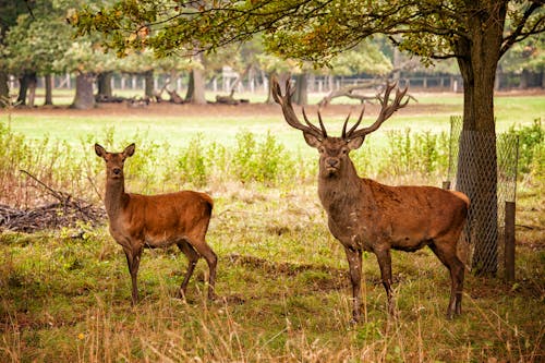 Free stock photo of animal, animal park, deer