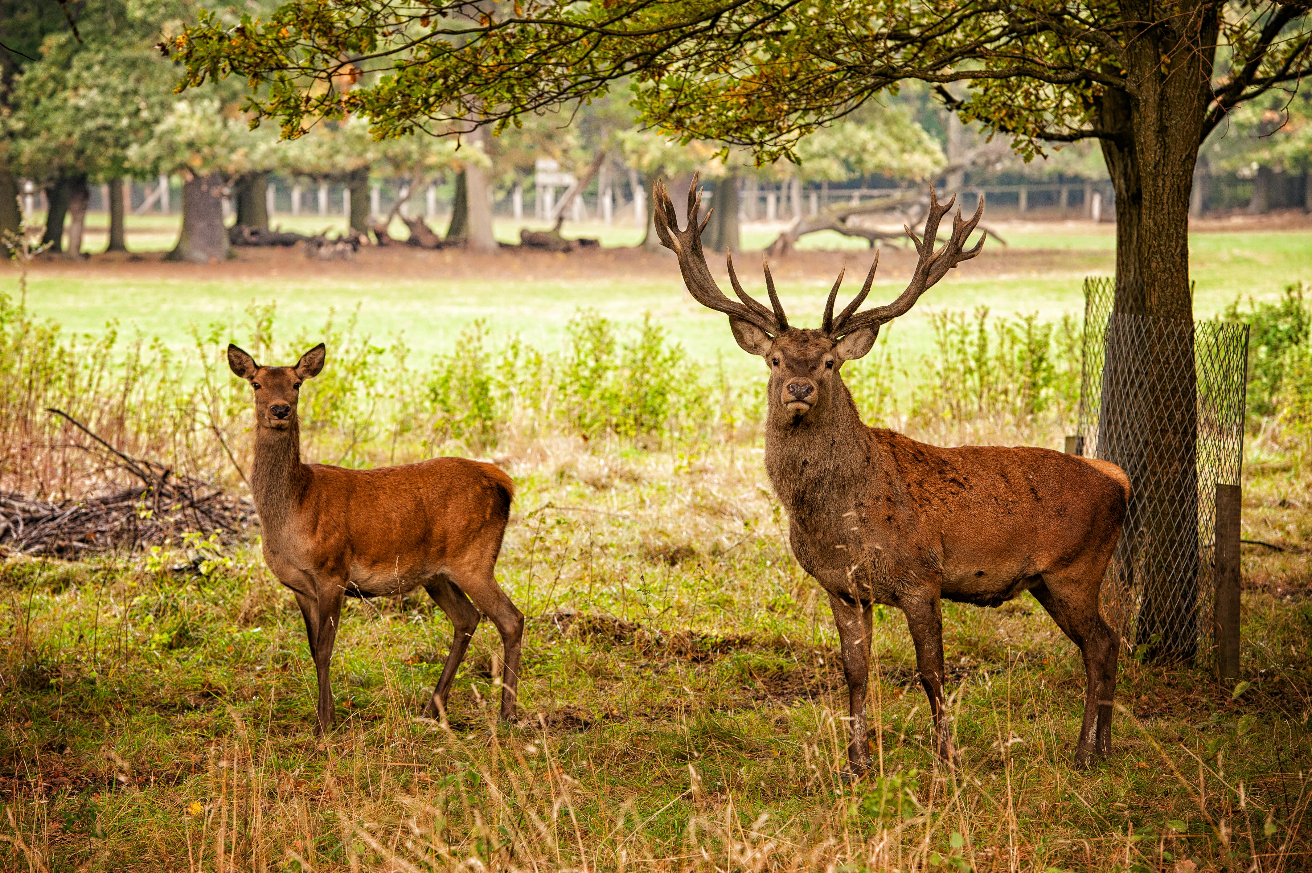 49+ Reh und hirsch bilder , Kostenloses Foto zum Thema hirsch, reh, tier