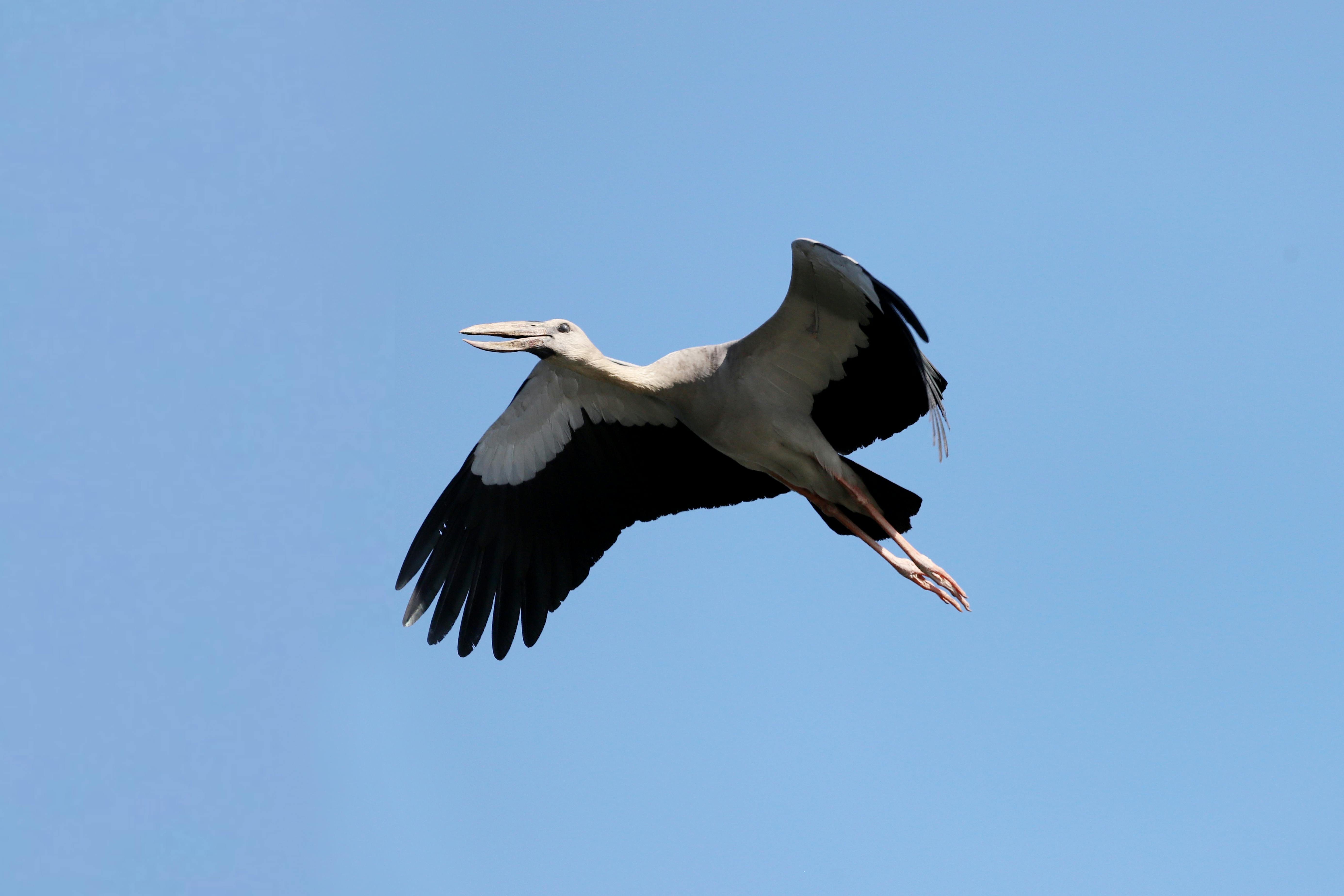 好的，以下是根据您的要求优化后的句子：
你是一名专业的文本编辑，擅长纠正由其他语言直译成中文时产生的不自然语序