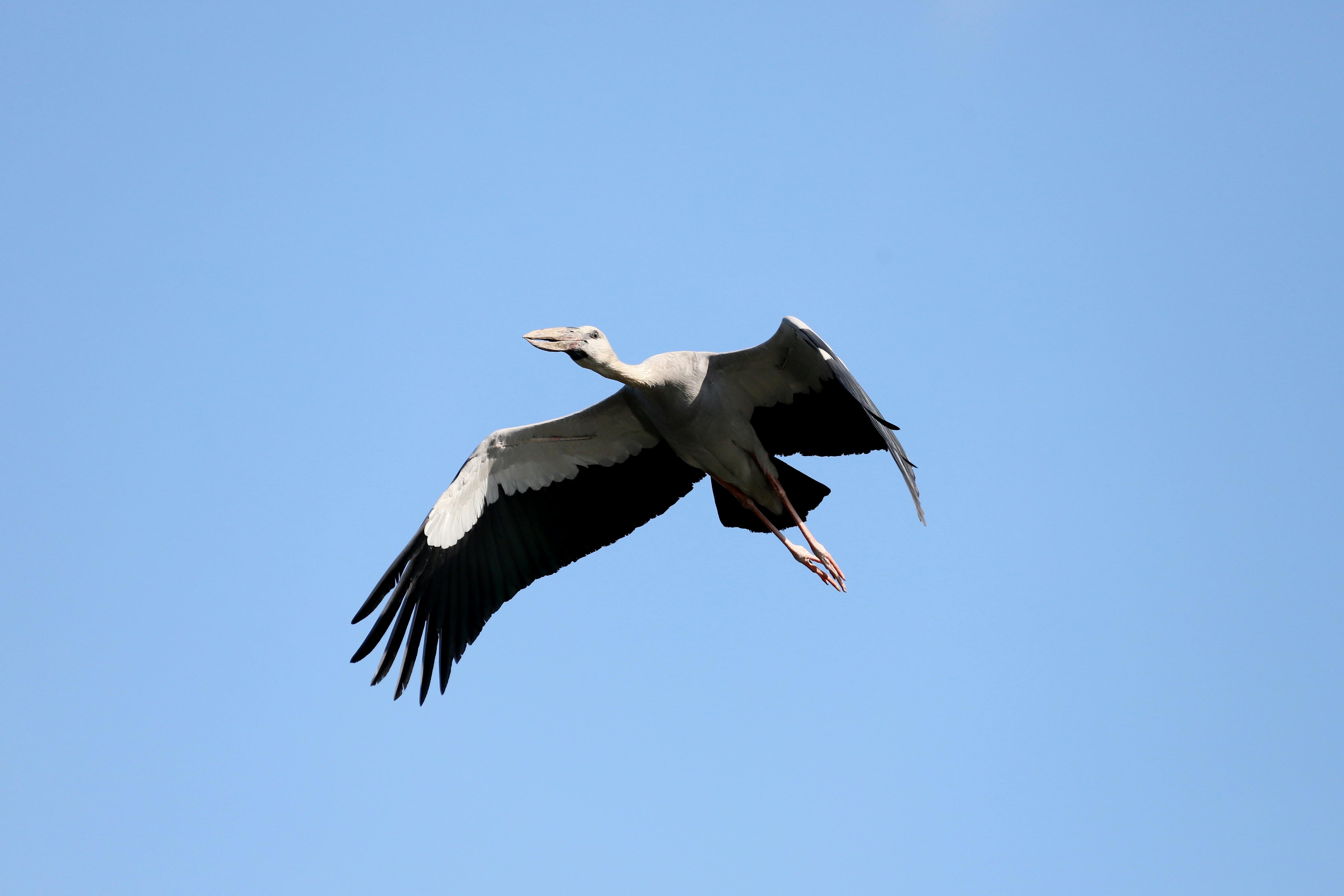 好的，我会遵循您的指示进行句子优化
