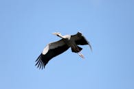 好的，我会遵循您的指示进行句子优化