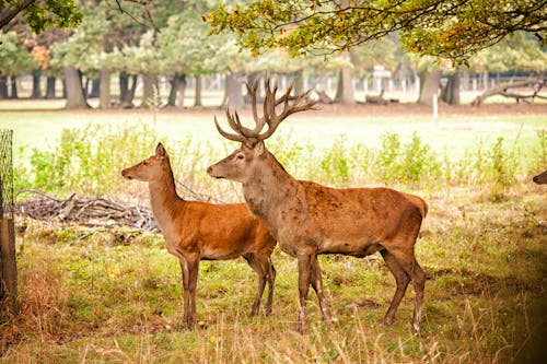 Free stock photo of animal, animal park, deer