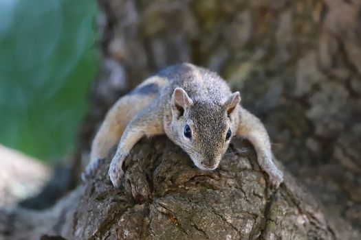 A cute squirrel resting comfortably on a tree trunk, showcasing its natural habitat.
