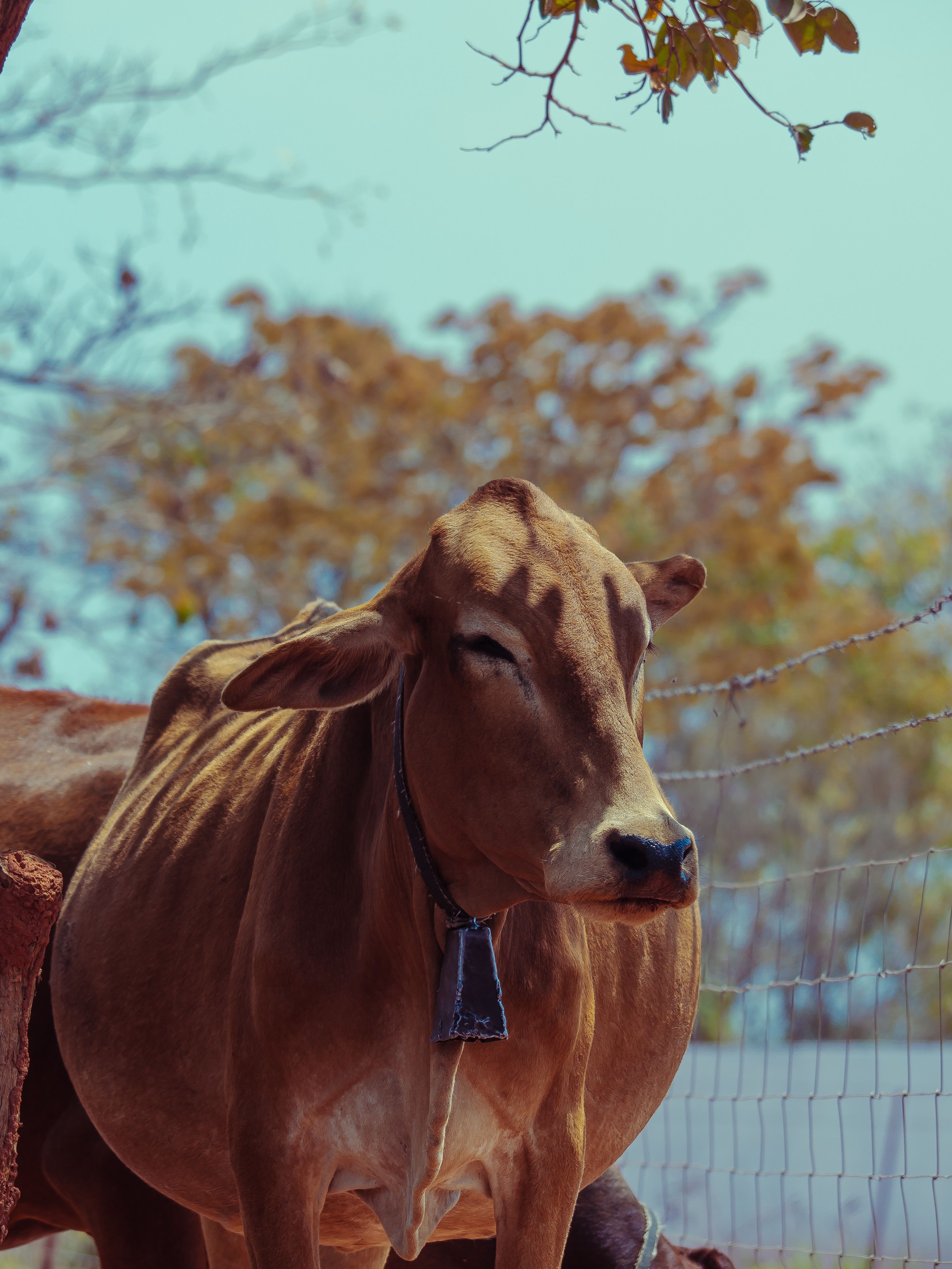 Close-up Portrait of Brown Cow in Pasture · Free Stock Photo
