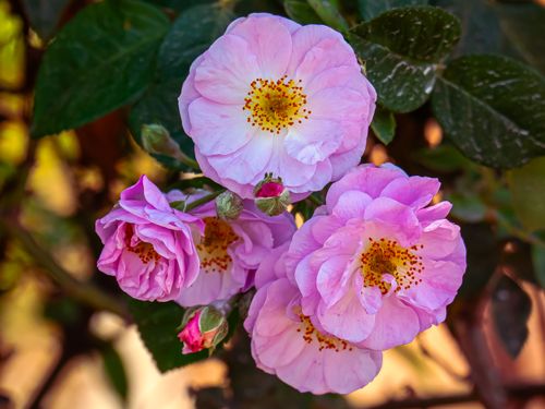 Free Beautiful pink roses in full bloom with lush green leaves, showcasing natural elegance. Stock Photo