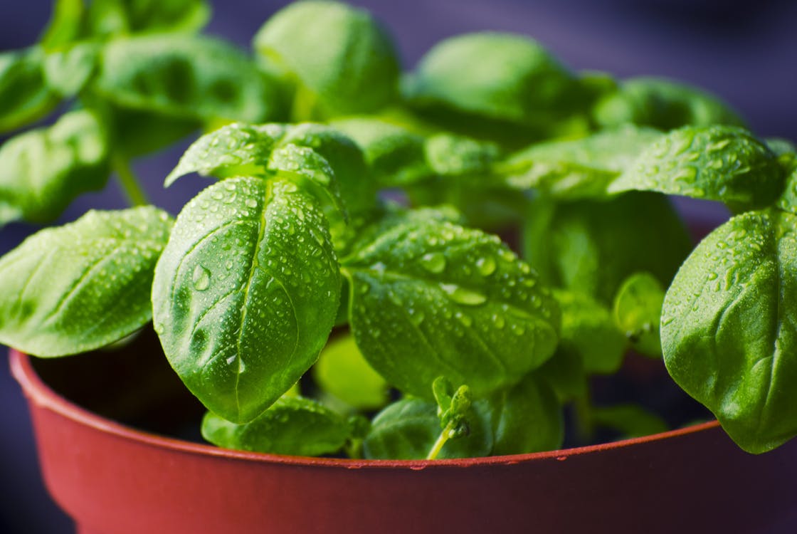 Free Green Potted Plant Stock Photo