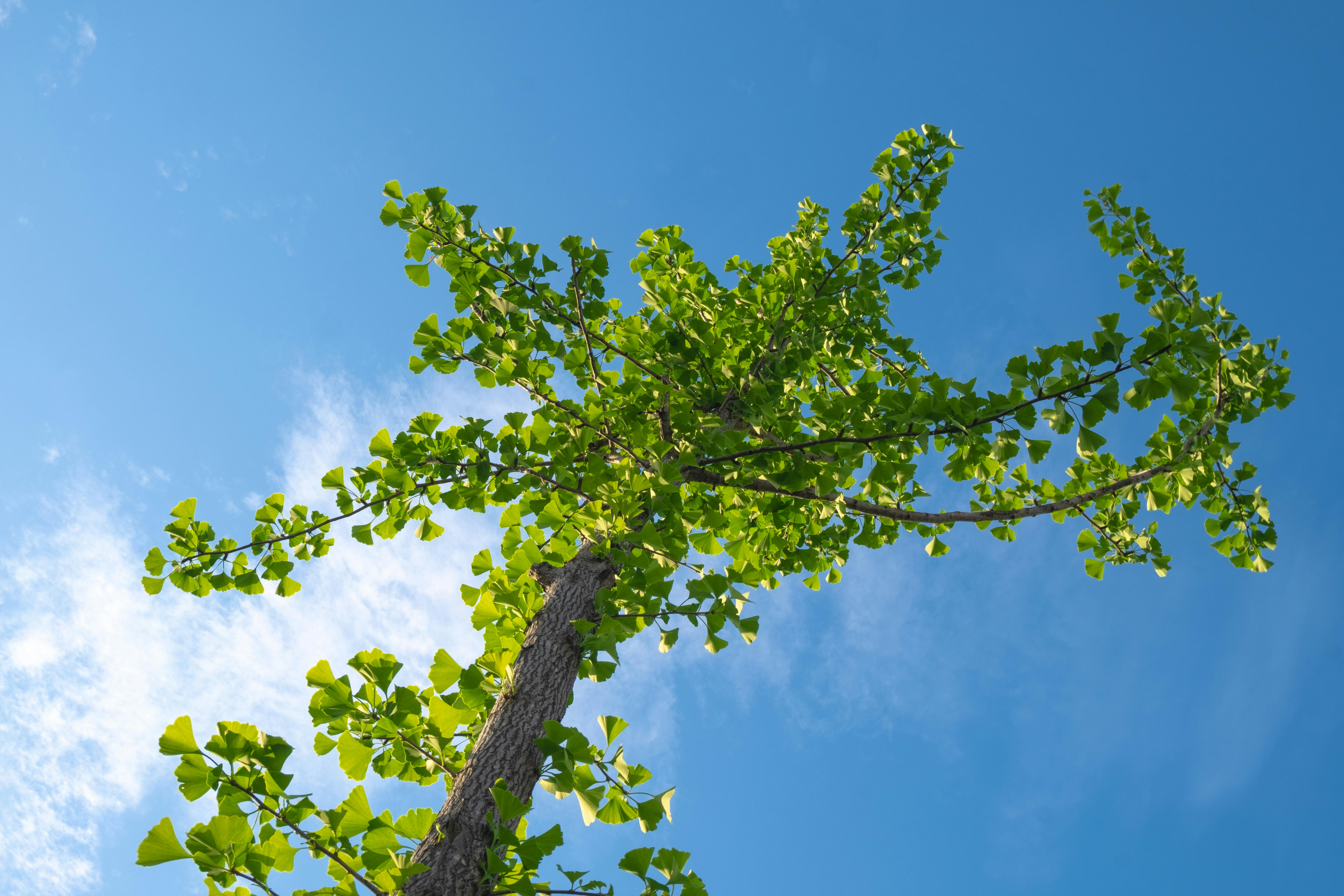 银杏树在风中摇曳，如同舞者一般