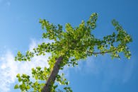 银杏树在风中摇曳，如同舞者一般