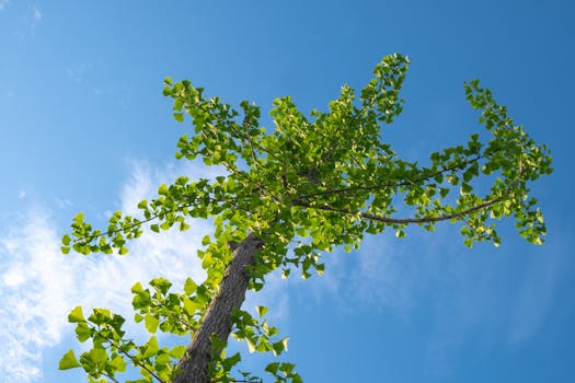 银杏树在风中摇曳，如同舞者一般