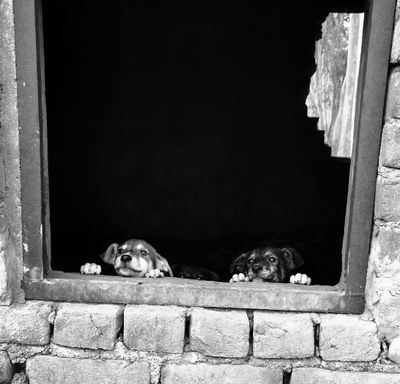 My Neighbor Told Me to "Deal With" My Dog. Now I'm Trying Not to Get a Complaint