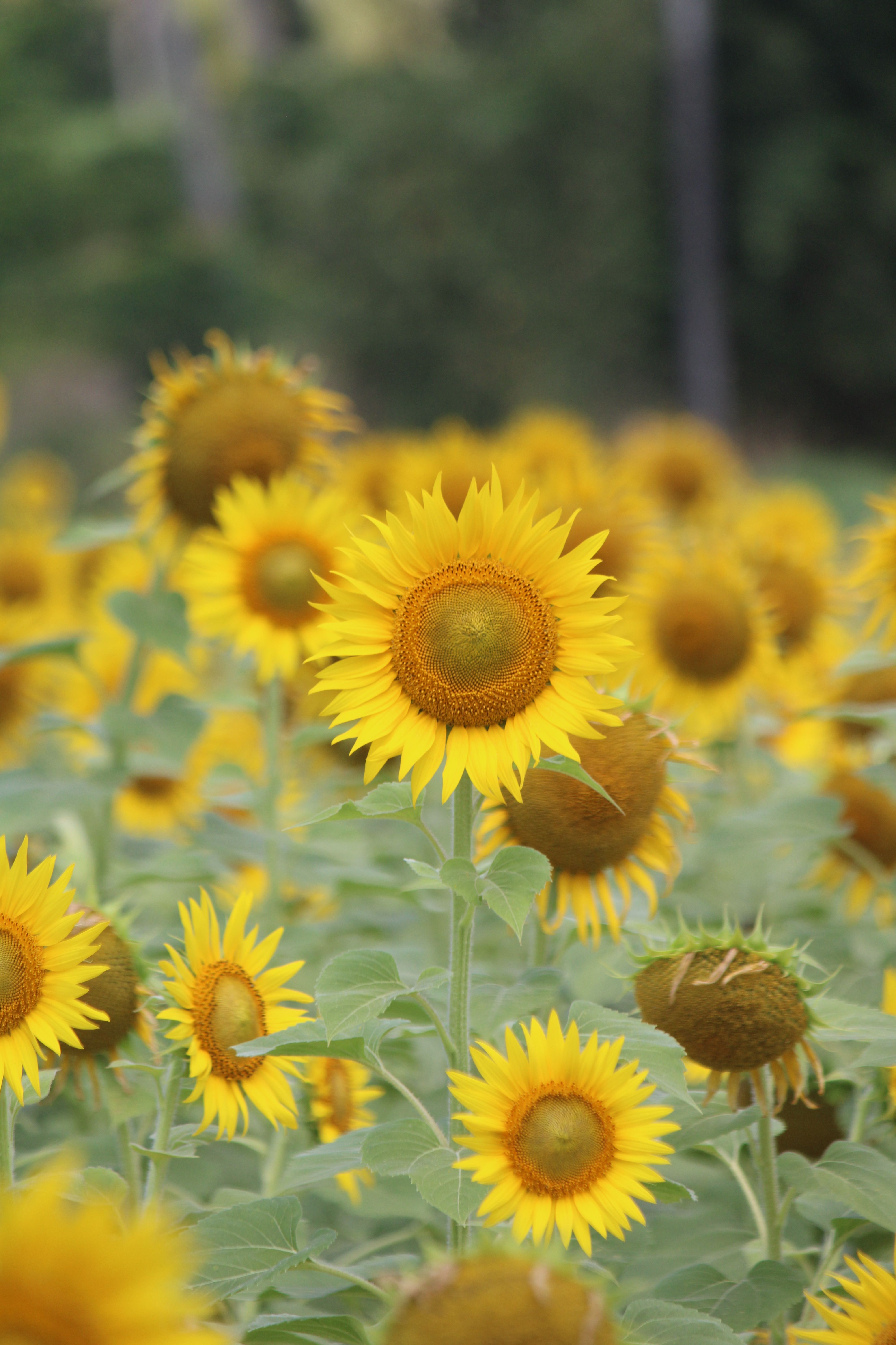 Vibrant Sunflower Field in Full Bloom · Free Stock Photo