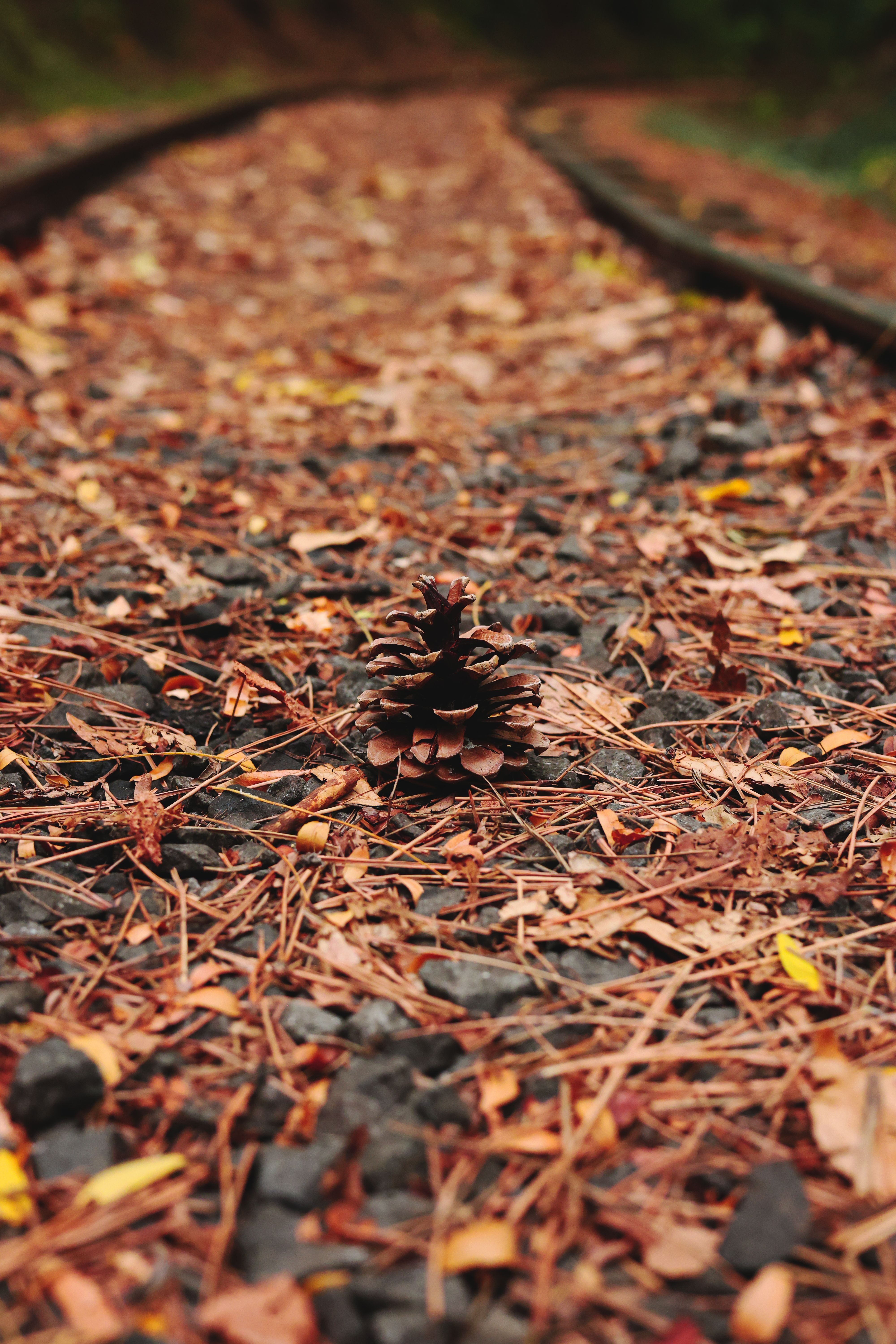 A lone pine cone on a leaf-covered railway track in Bulgaria, exuding autumn vibes.