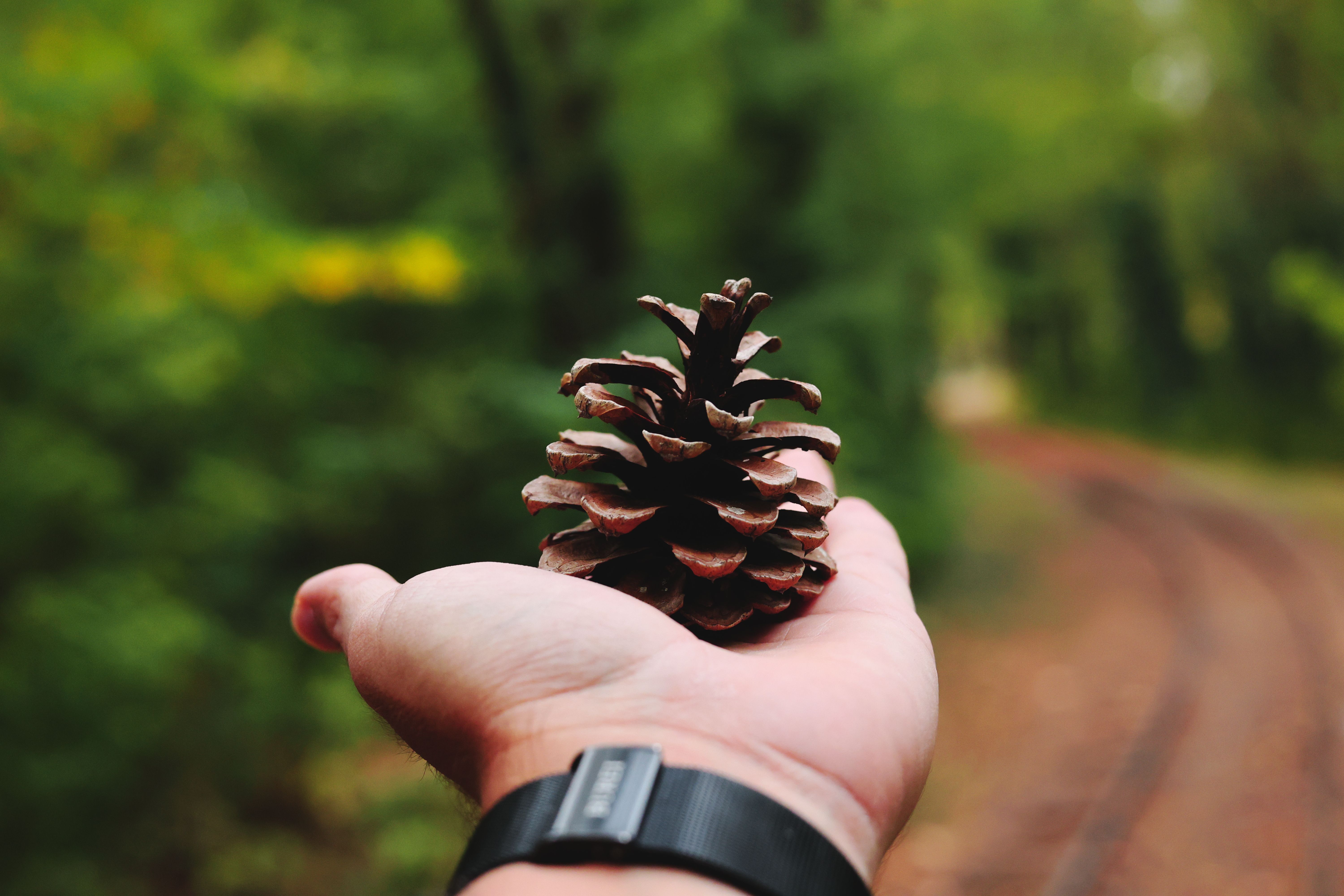 A close-up of a hand holding a pine cone in a lush Bulgarian forest, evoking autumn vibes.