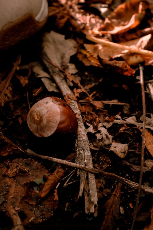 Free A serene autumn forest floor with leaves and a chestnut, capturing the essence of fall. Stock Photo