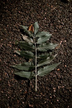 A single green leaf on textured earth, capturing autumn's serene, earthy tones.