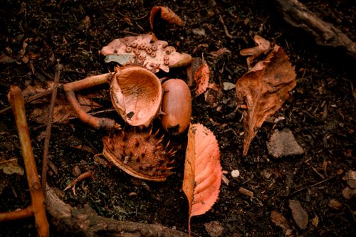Free Macro photo of an acorn with autumn leaves on a forest floor, exuding warm, earthy tones. Stock Photo