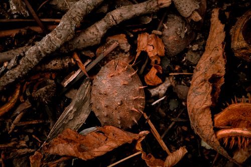 Free Close-up of autumn leaves and conker on forest floor in London, showcasing rich earthy tones and natural textures. Stock Photo