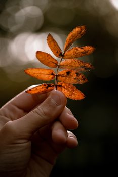 A close-up of a hand holding a vibrant orange autumn leaf in a forest setting.
