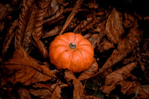 Free Orange pumpkin nestled among brown autumn leaves, symbolizing fall's earthy tones and seasonal beauty. Stock Photo