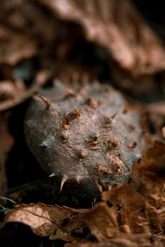 Macro shot of a spiky conker surrounded by fallen autumn leaves in a London forest setting.